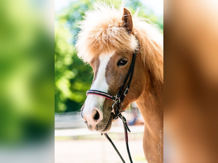 Caballos islandeses Yegua 11 años 137 cm Alazán in Sippersfeld