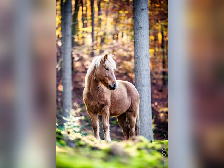 Caballos islandeses Yegua 11 años 137 cm Alazán in Sippersfeld