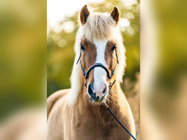 Caballos islandeses Yegua 11 años 137 cm Alazán in Sippersfeld