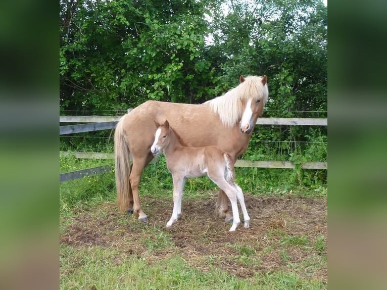 Caballos islandeses Yegua 11 años 137 cm Alazán in Sippersfeld