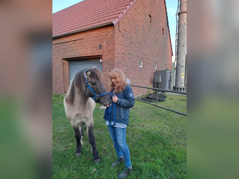 Caballos islandeses Yegua 11 años 138 cm Bayo in Dorsten