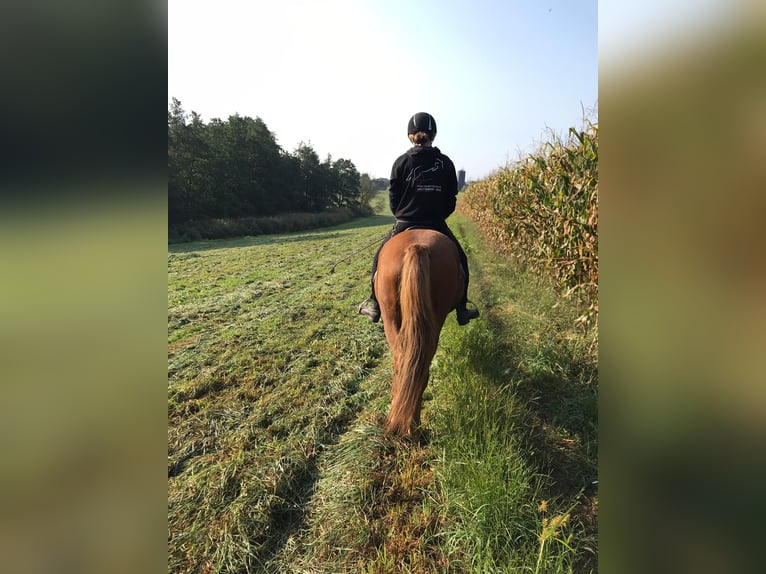 Caballos islandeses Yegua 11 años 138 cm in St. Veit