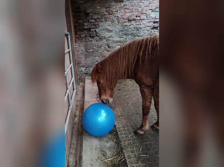 Caballos islandeses Yegua 11 años 138 cm in St. Veit