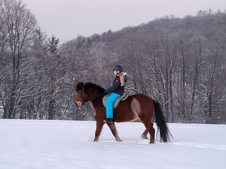 Caballos islandeses Yegua 11 años 138 cm Castaño in K&#xFC;rten