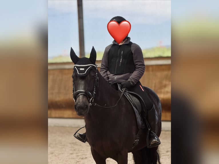 Caballos islandeses Yegua 11 años 138 cm Negro in Viernheim