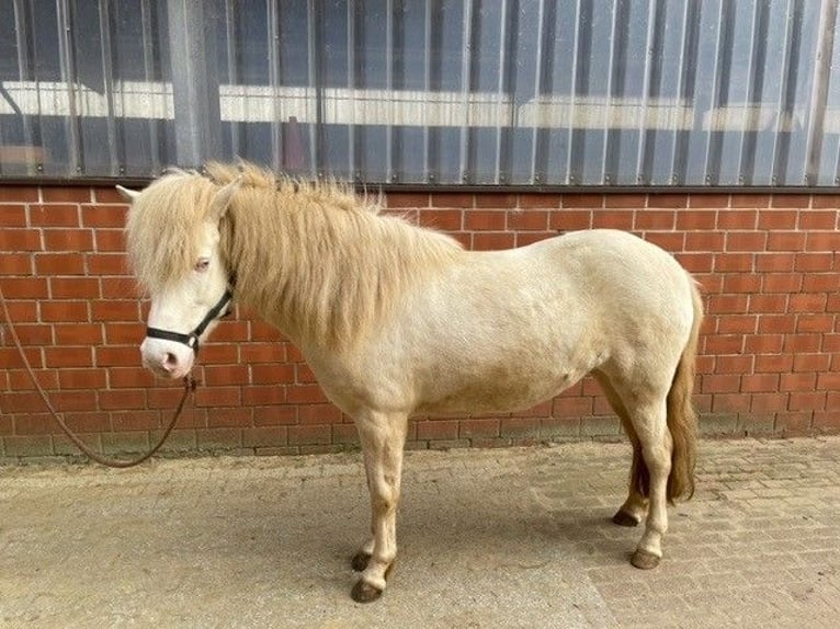 Caballos islandeses Yegua 11 años 138 cm Perlino in Heiden