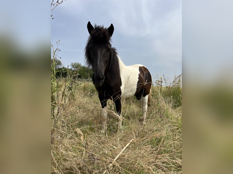 Caballos islandeses Yegua 11 años 138 cm Pío in Kraichtal