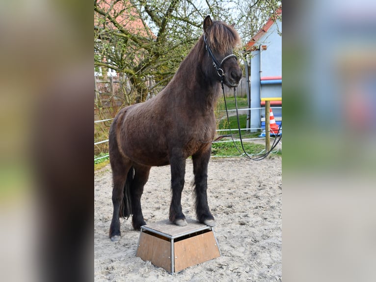 Caballos islandeses Yegua 11 años 139 cm Castaño oscuro in Heide