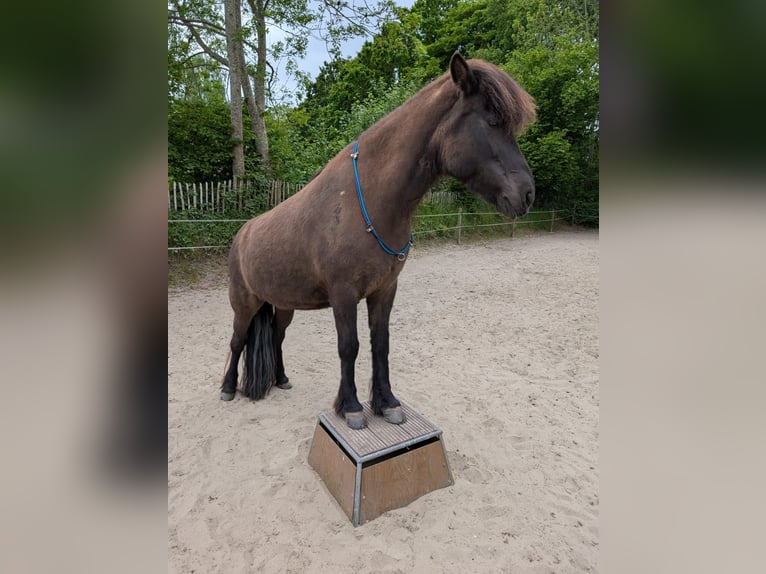 Caballos islandeses Yegua 11 años 139 cm Castaño oscuro in Heide