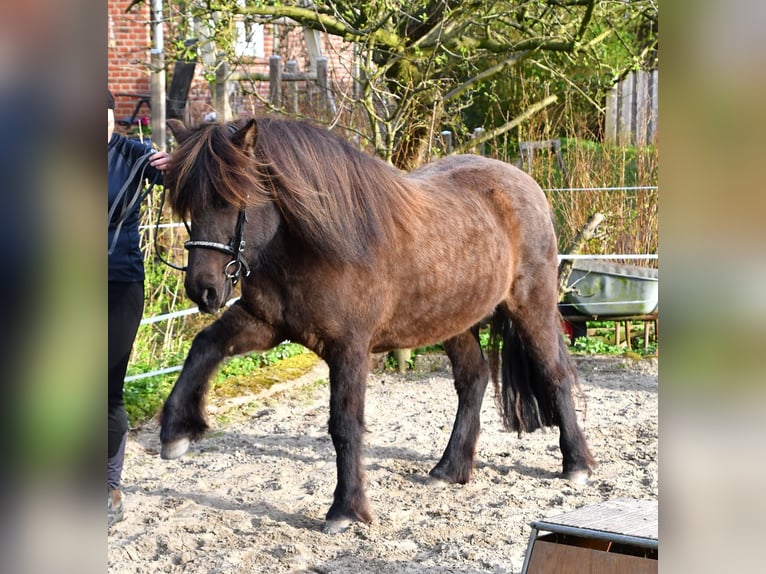 Caballos islandeses Yegua 11 años 139 cm Castaño oscuro in Lohe Rickelshof