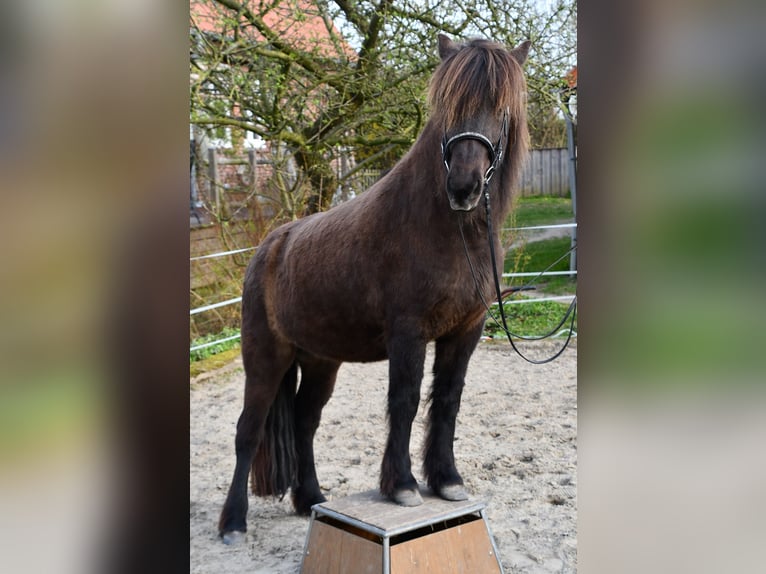 Caballos islandeses Yegua 11 años 139 cm Castaño oscuro in Lohe Rickelshof