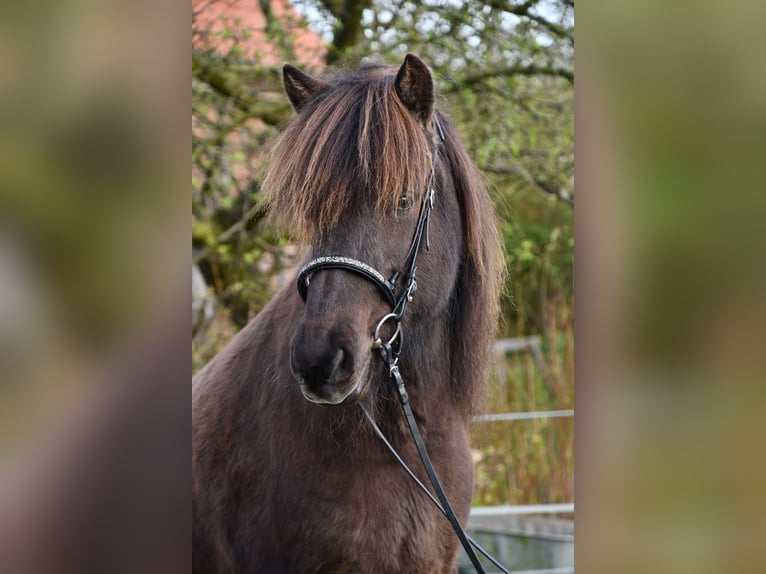 Caballos islandeses Yegua 11 años 139 cm Castaño oscuro in Lohe Rickelshof