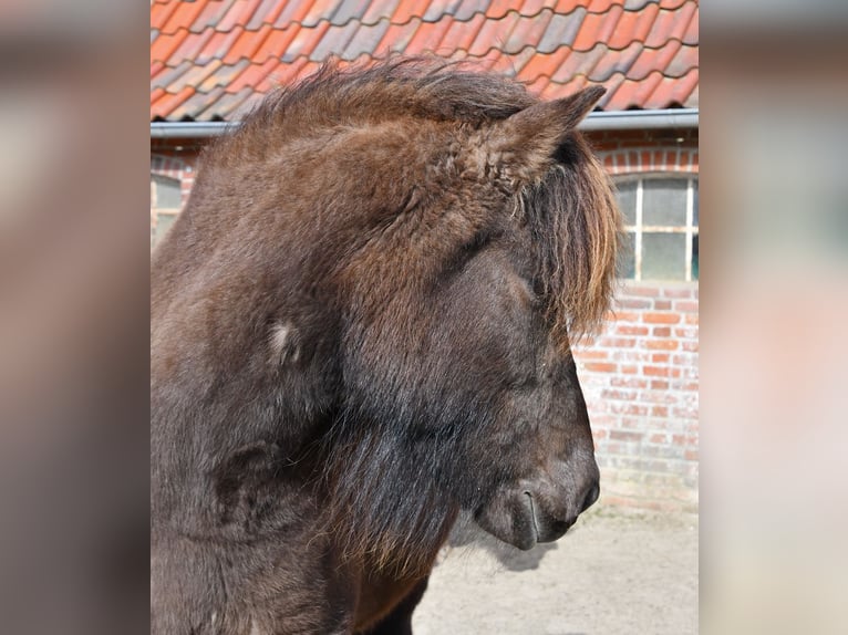 Caballos islandeses Yegua 11 años 139 cm Castaño oscuro in Lohe Rickelshof