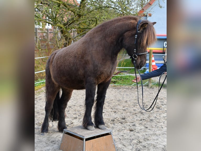 Caballos islandeses Yegua 11 años 139 cm Castaño oscuro in Lohe Rickelshof