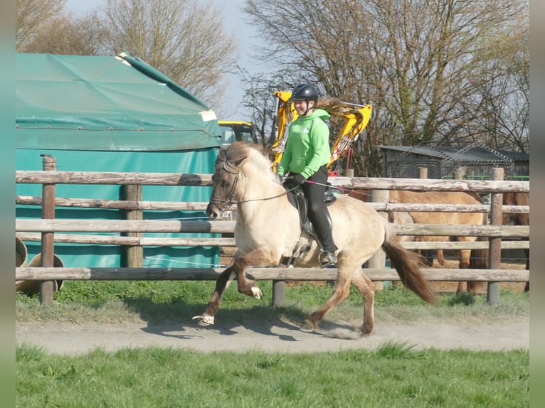 Caballos islandeses Yegua 11 años 140 cm Bayo in Euskirchen