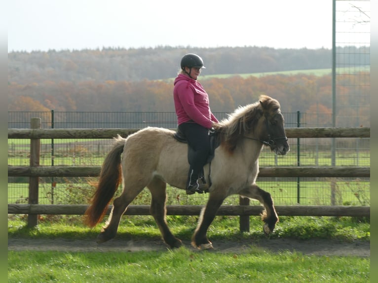 Caballos islandeses Yegua 11 años 140 cm Bayo in Euskirchen