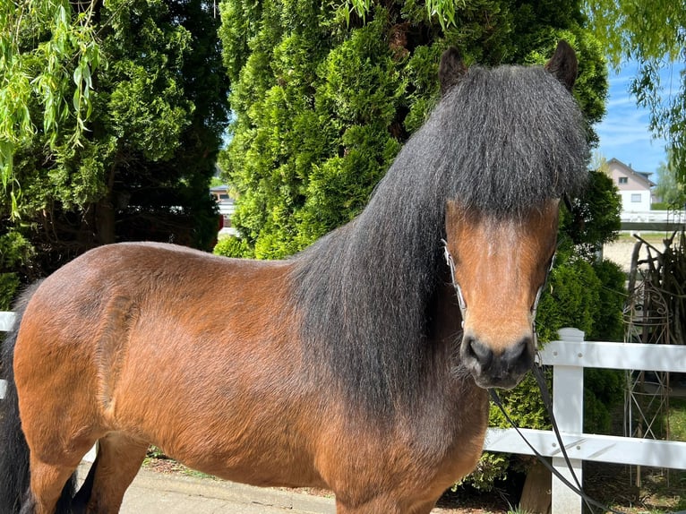 Caballos islandeses Yegua 11 años 140 cm Castaño in Lochen am See