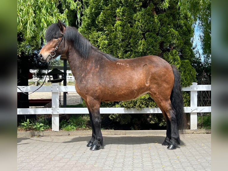 Caballos islandeses Yegua 11 años 140 cm Castaño in Lochen am See