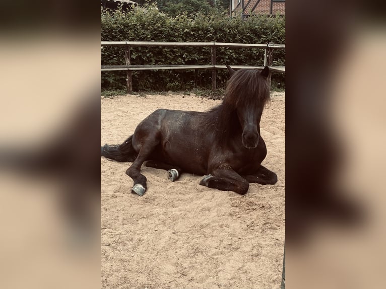 Caballos islandeses Yegua 11 años 140 cm Negro in Großhansdorf