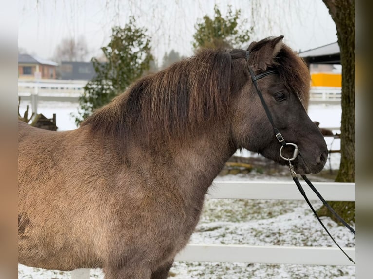 Caballos islandeses Yegua 11 años 141 cm Bayo in Lochen am See