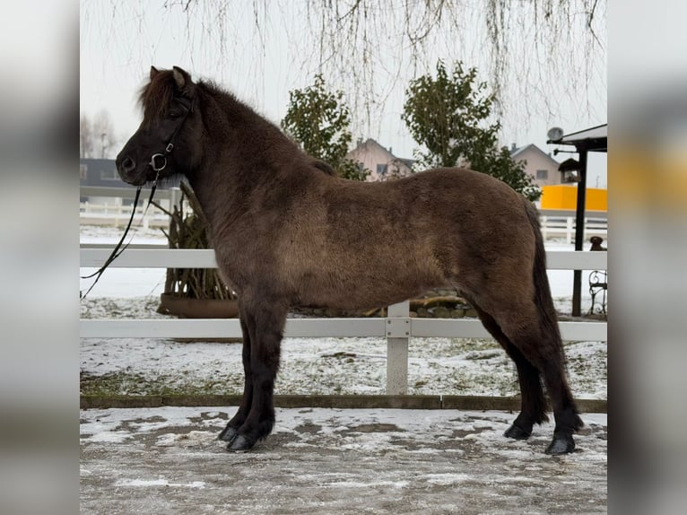 Caballos islandeses Yegua 11 años 141 cm Bayo in Lochen am See