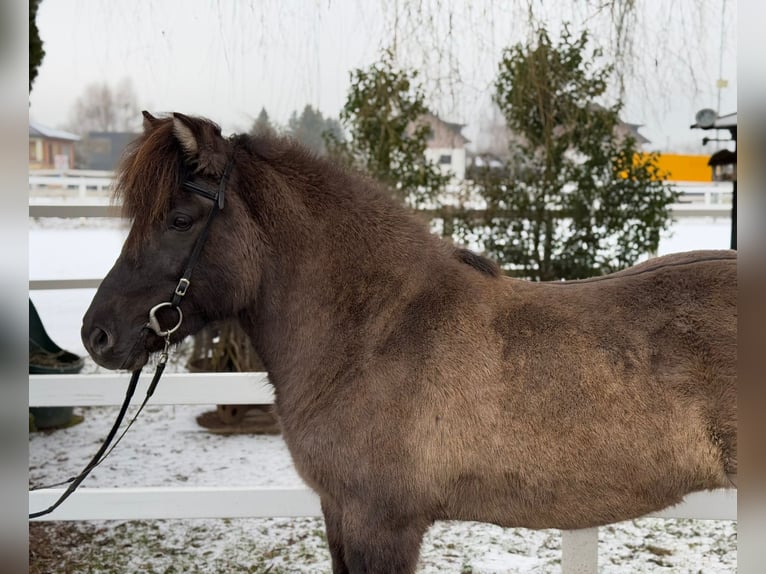 Caballos islandeses Yegua 11 años 141 cm Bayo in Lochen am See