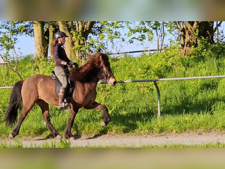 Caballos islandeses Yegua 11 años 141 cm Castaño oscuro in Osterby