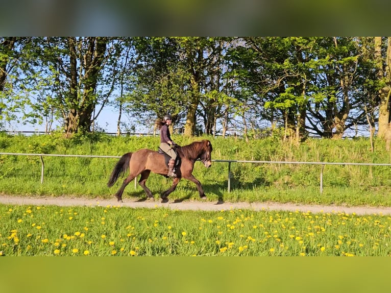 Caballos islandeses Yegua 11 años 141 cm Castaño oscuro in Osterby