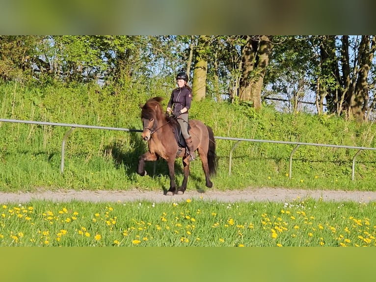 Caballos islandeses Yegua 11 años 141 cm Castaño oscuro in Osterby