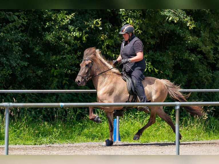 Caballos islandeses Yegua 11 años 142 cm Bayo in Seedorf