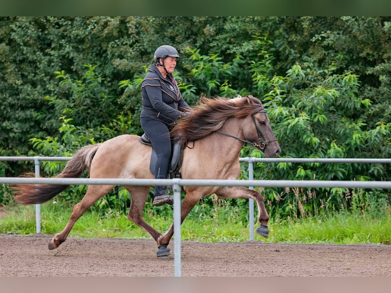 Caballos islandeses Yegua 11 años 142 cm Bayo in Seedorf