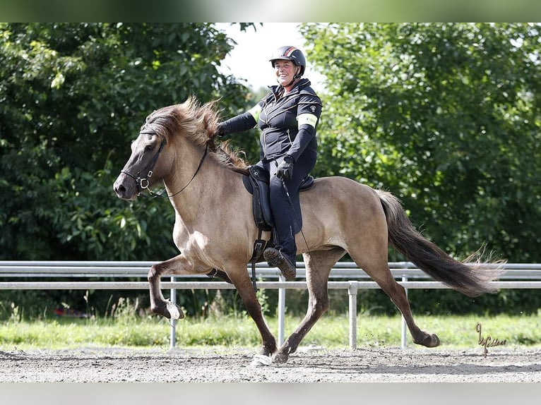 Caballos islandeses Yegua 11 años 142 cm Bayo in Seedorf