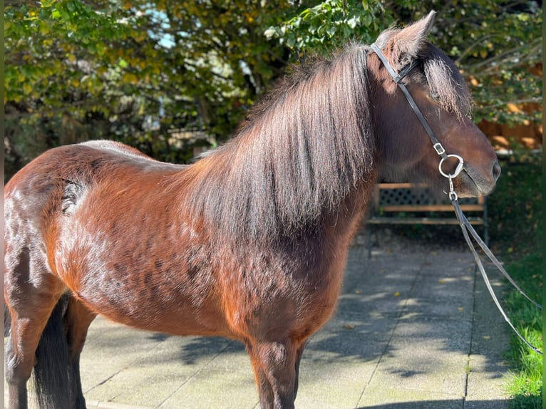 Caballos islandeses Yegua 11 años 142 cm Castaño in Lochen am See