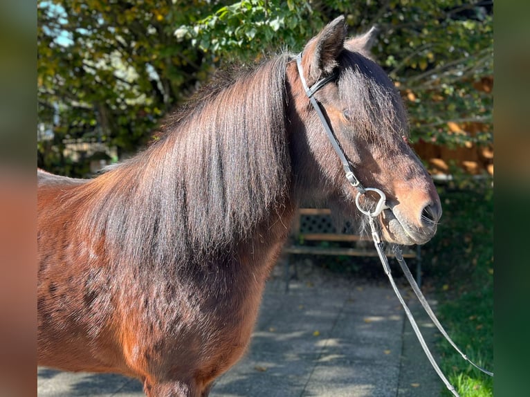 Caballos islandeses Yegua 11 años 142 cm Castaño in Lochen am See