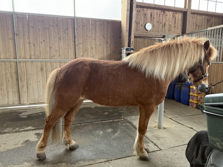Caballos islandeses Yegua 11 años 143 cm Alazán in Steinhausen