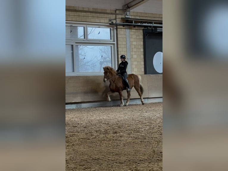 Caballos islandeses Yegua 11 años 143 cm Alazán in Steinhausen