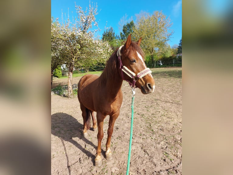 Caballos islandeses Mestizo Yegua 11 años 143 cm Alazán in Espenau