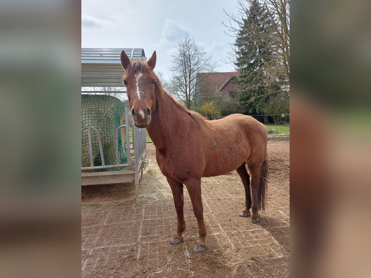 Caballos islandeses Mestizo Yegua 11 años 143 cm Alazán in Espenau