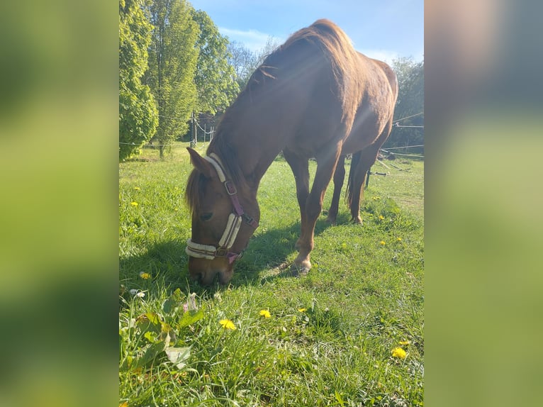 Caballos islandeses Mestizo Yegua 11 años 143 cm Alazán in Espenau