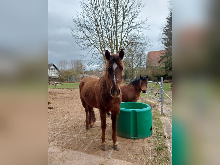 Caballos islandeses Mestizo Yegua 11 años 143 cm Alazán in Espenau