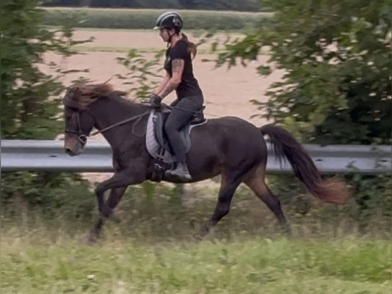 Caballos islandeses Yegua 11 años 143 cm Castaño in Felsberg