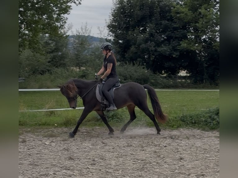 Caballos islandeses Yegua 11 años 143 cm Castaño in Felsberg