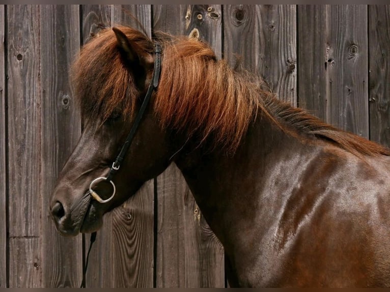 Caballos islandeses Yegua 11 años 143 cm Negro in Ober-M&#xF6;rlen
