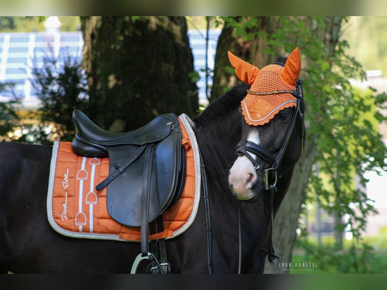 Caballos islandeses Mestizo Yegua 11 años 143 cm Negro in LeubsdorfRoßbach