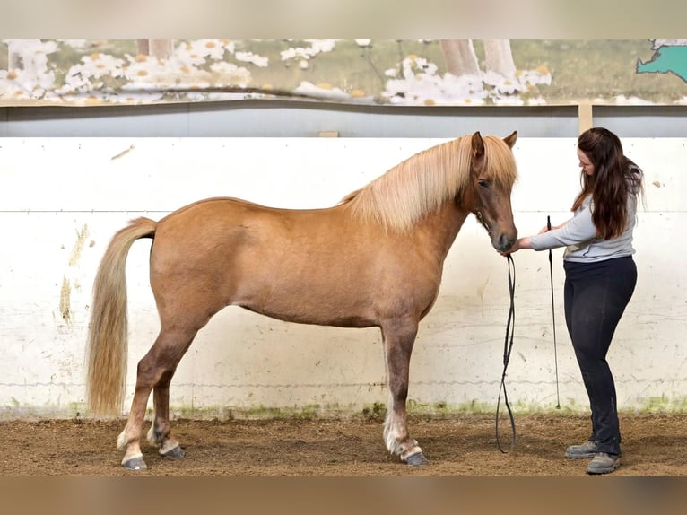 Caballos islandeses Yegua 11 años 143 cm Red Dun/Cervuno in Hvolsvöllur