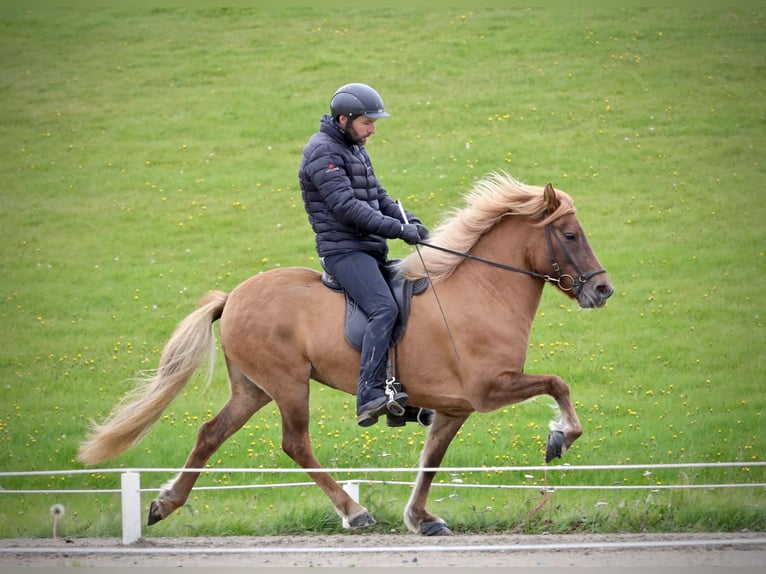 Caballos islandeses Yegua 11 años 143 cm Red Dun/Cervuno in Hvolsvöllur