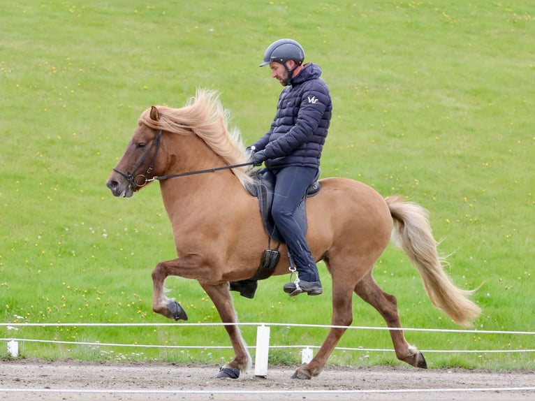 Caballos islandeses Yegua 11 años 143 cm Red Dun/Cervuno in Hvolsvöllur