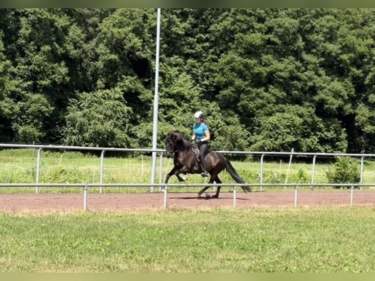 Caballos islandeses Yegua 11 años 144 cm Negro in Soltau