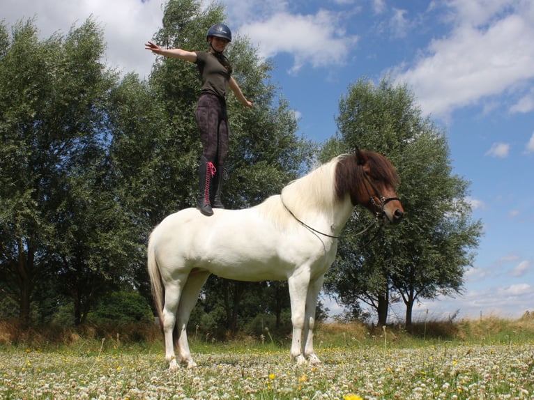 Caballos islandeses Yegua 11 años 144 cm Pío in Rheurdt