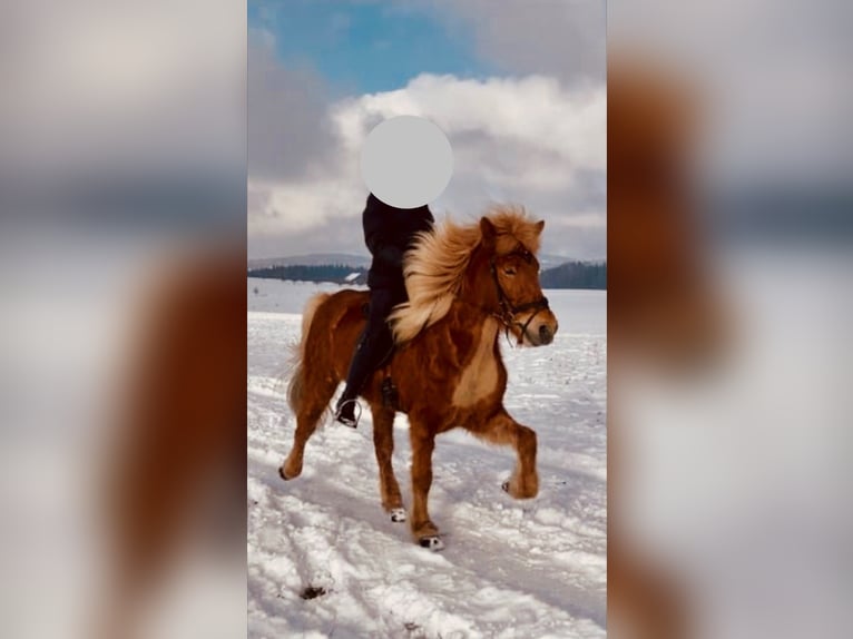 Caballos islandeses Yegua 11 años 145 cm Alazán in Nürensdorf